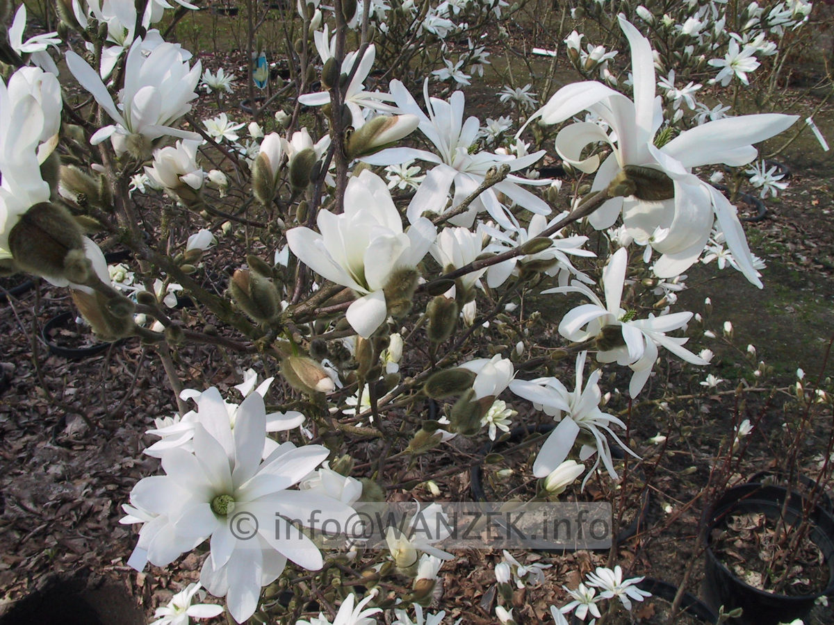 Magnolia stellata Royal Star 06.JPG
